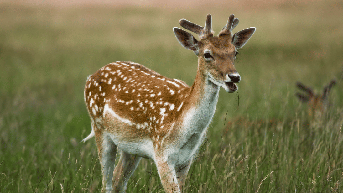 © Benjiecce / Getty Images Signature